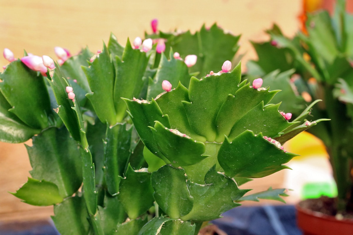 Weihnachtskaktus (Schlumbergera)