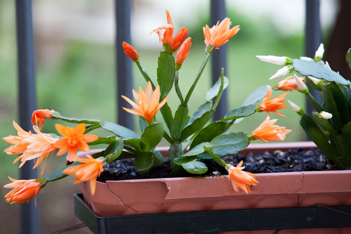 Schlumbergera