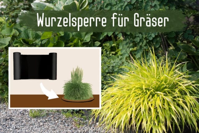 Wurzelsperre Gräser