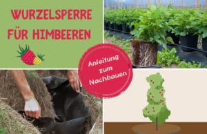 Wurzelsperre Himbeeren