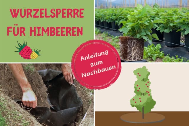 Wurzelsperre Himbeeren