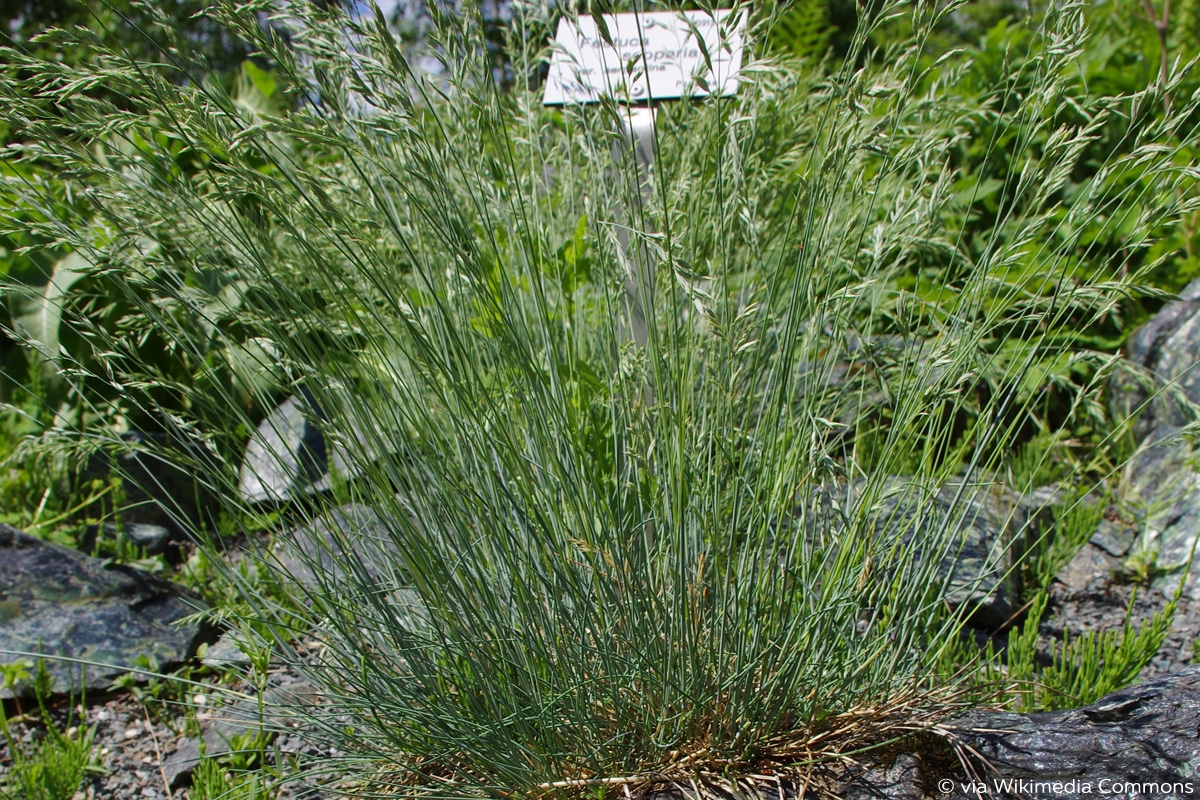 Bärenfellgras (Festuca scoparia)