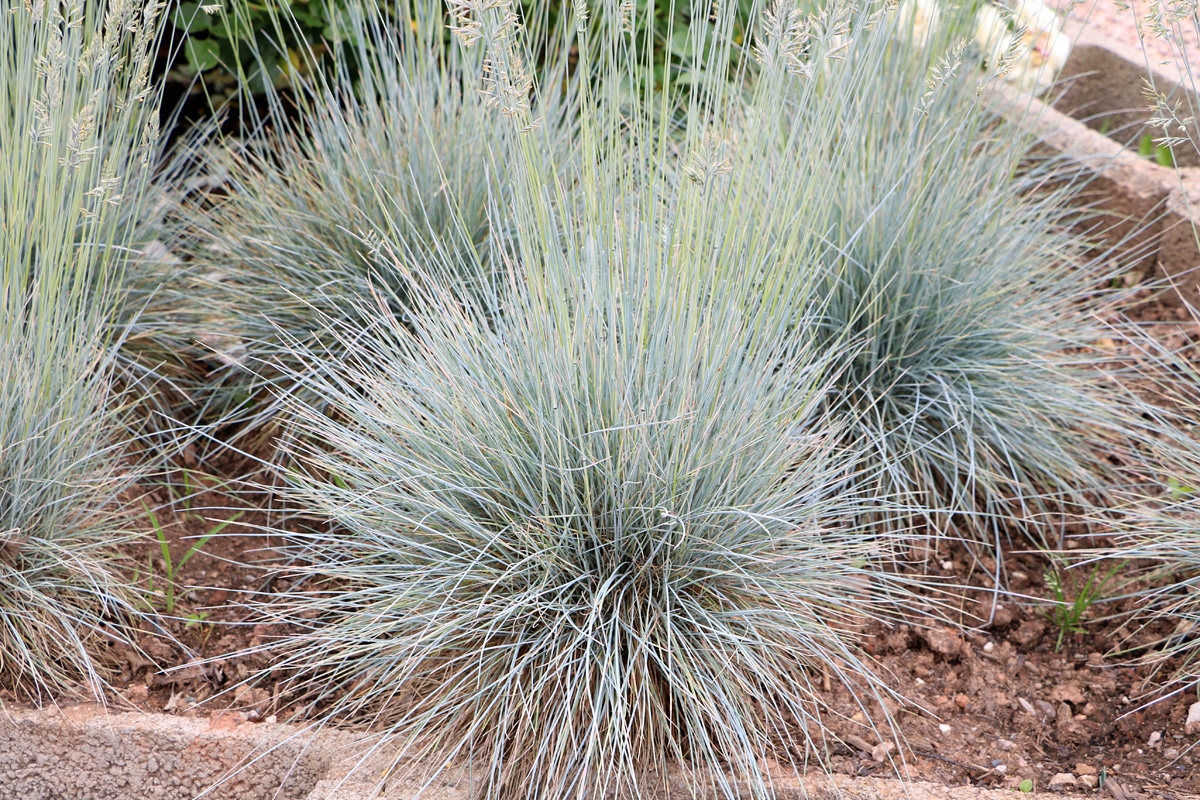 Blauschwingel (Festuca cinerea), Sommer-Grabbepflanzung