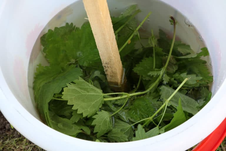 Ameisen im Rasen bekämpfen: Natron, Kaffeesatz & Co - Gartendialog.de