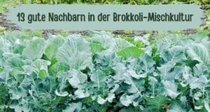 Brokkoli-Mischkultur