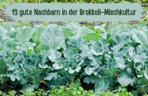 Brokkoli-Mischkultur