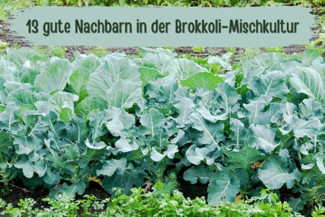 Brokkoli-Mischkultur