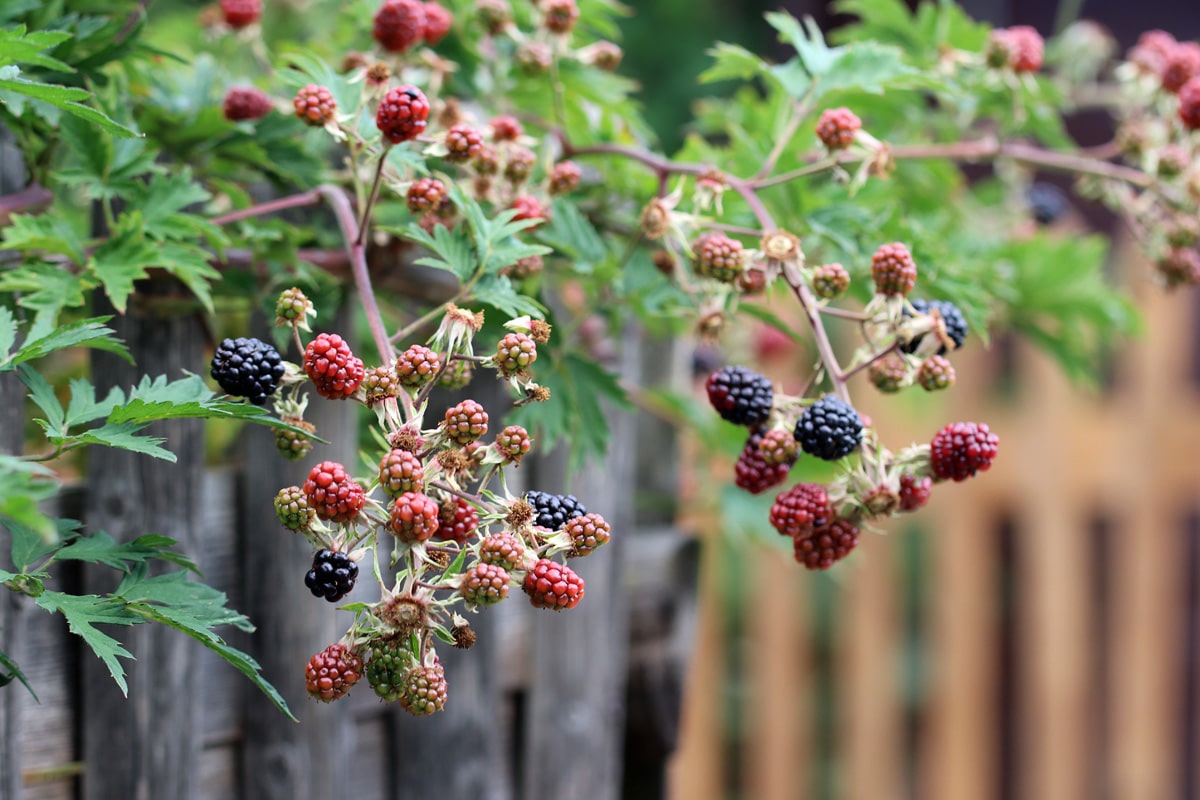 Brombeeren, Kaffeesatz als Dünger