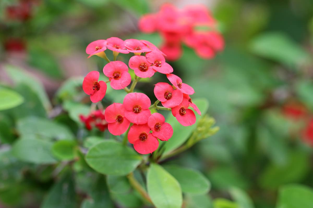 Christusdorn, Euphorbia milii, Sukkulente