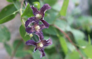 Clematis verblüht