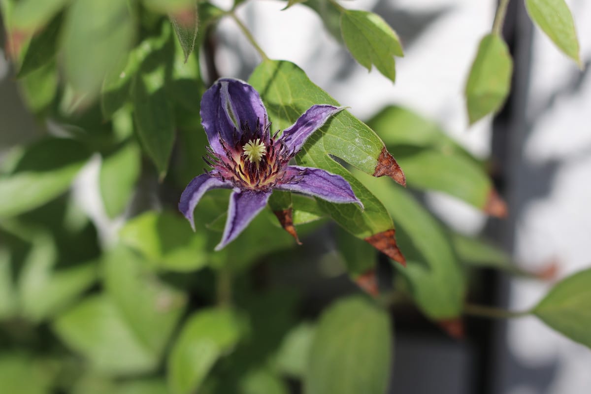 Clematis, Waldrebe