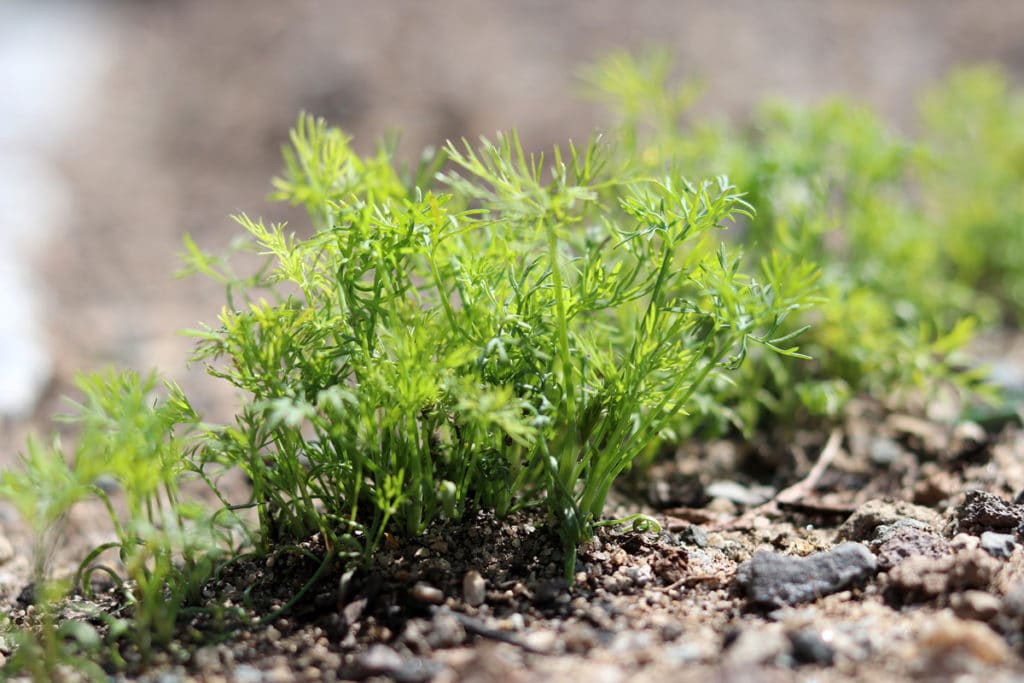 Dill (Anethum graveolens), Mischkultur