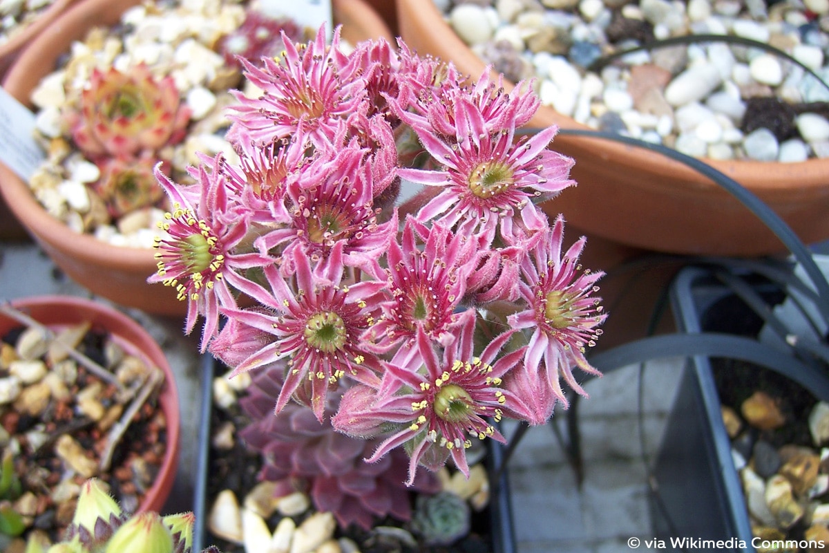 Dolomiten-Hauswurz (Sempervivum dolomiticum