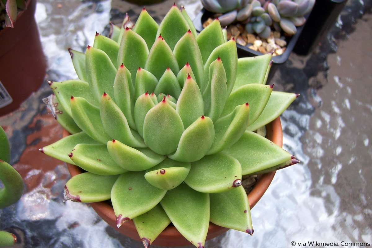 Echeveria agavoides, blühende Sukkulente