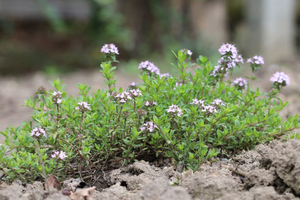 Echtet Thymian (Thymus vulgaris)