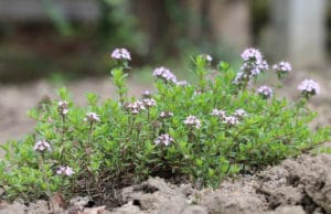 Echtet Thymian (Thymus vulgaris)