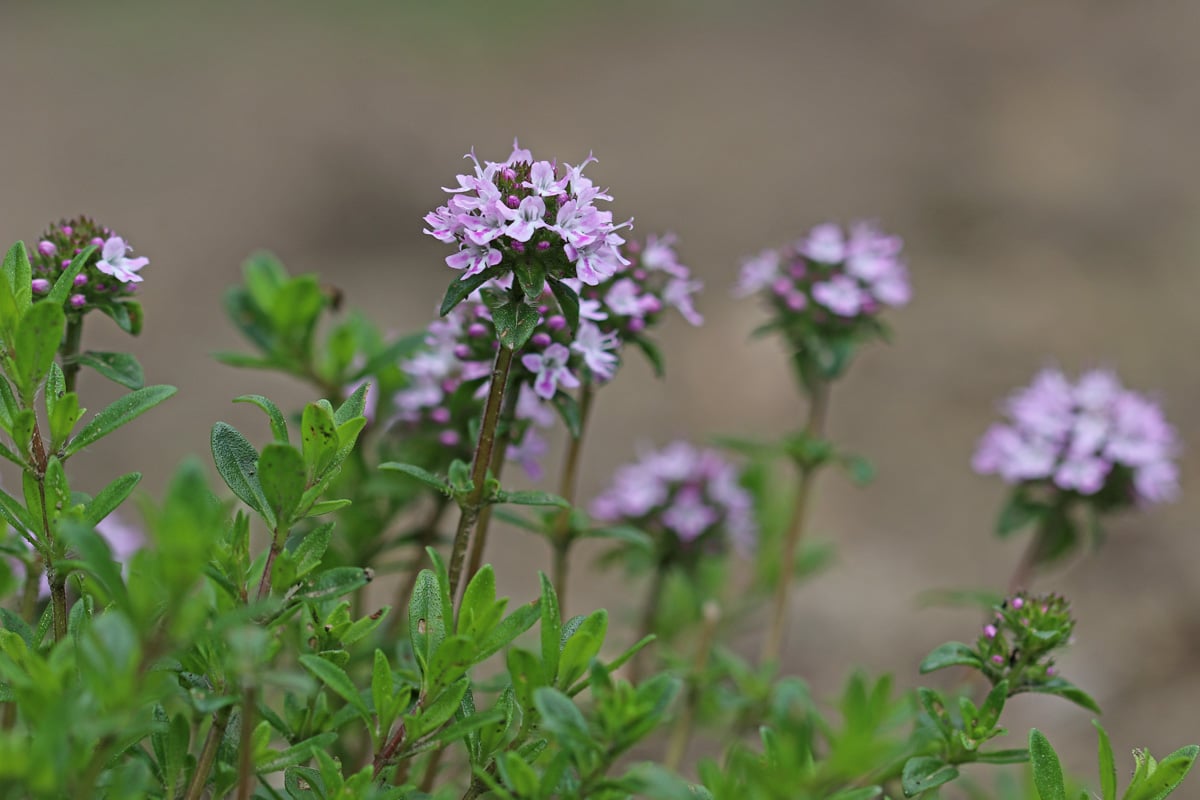 Thymus vulgaris