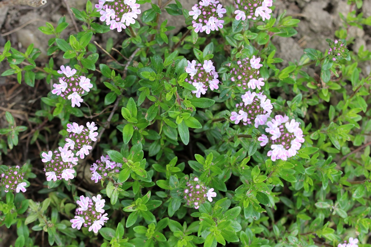 Thymus vulgaris, Sommer-Grabbepflanzung