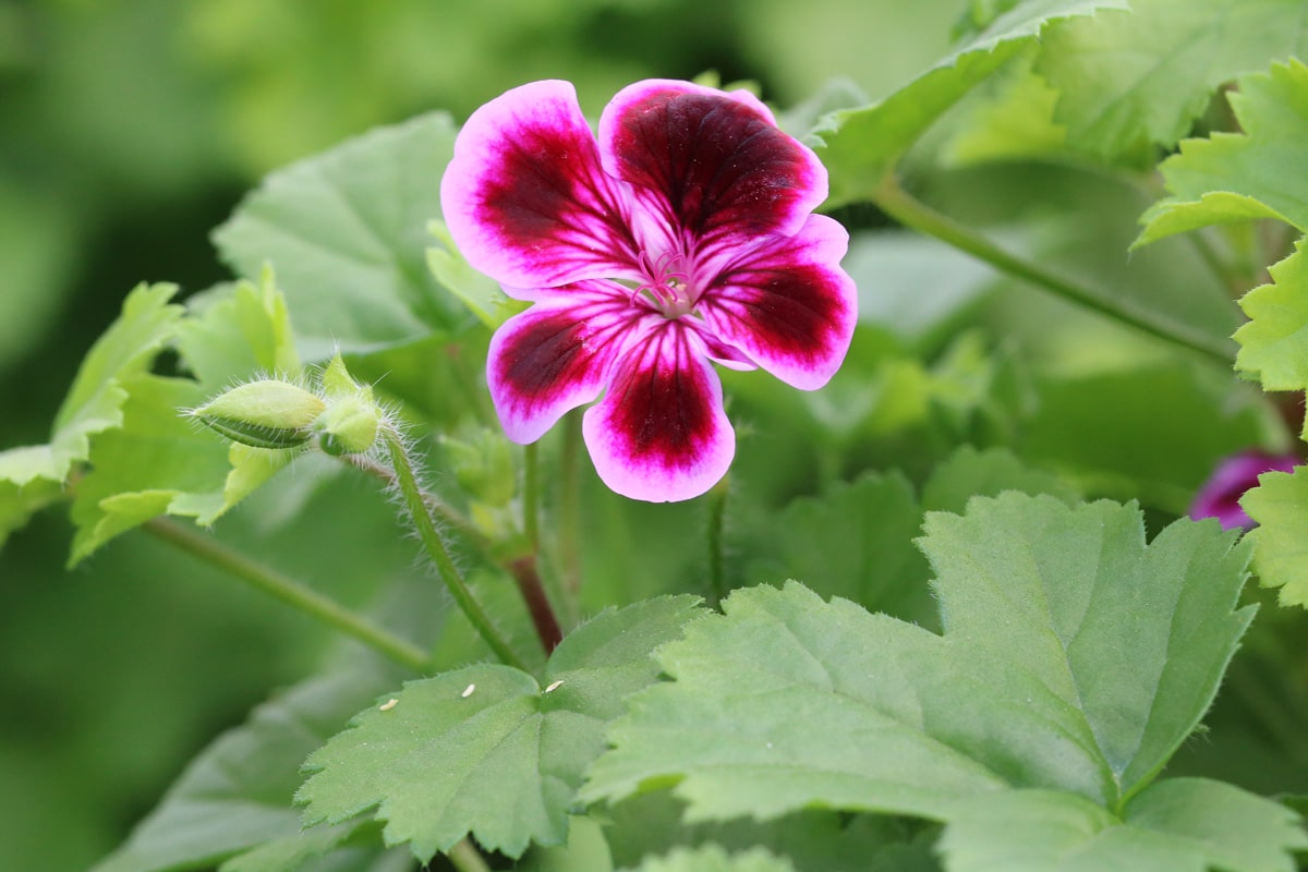 Edel-Pelargonie, Pelargonium grandiflorum