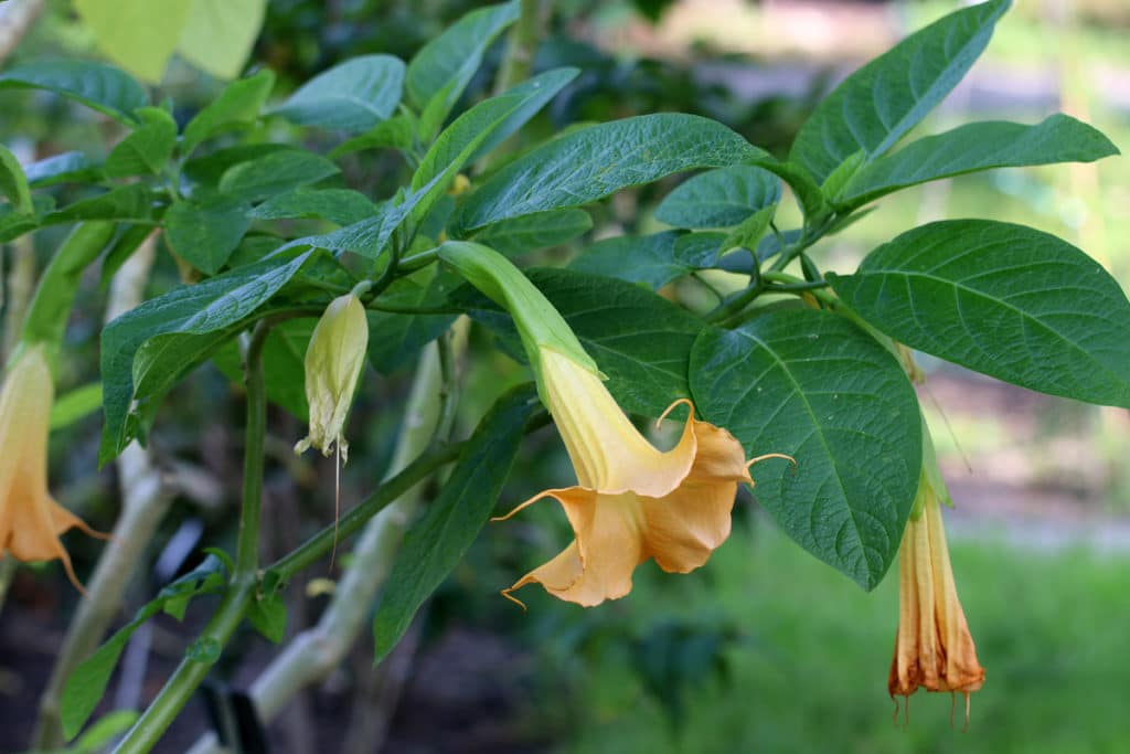 Engelstrompete (Brugmansia)