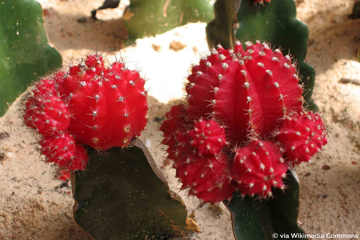 Gymnocalycium mihanovichii