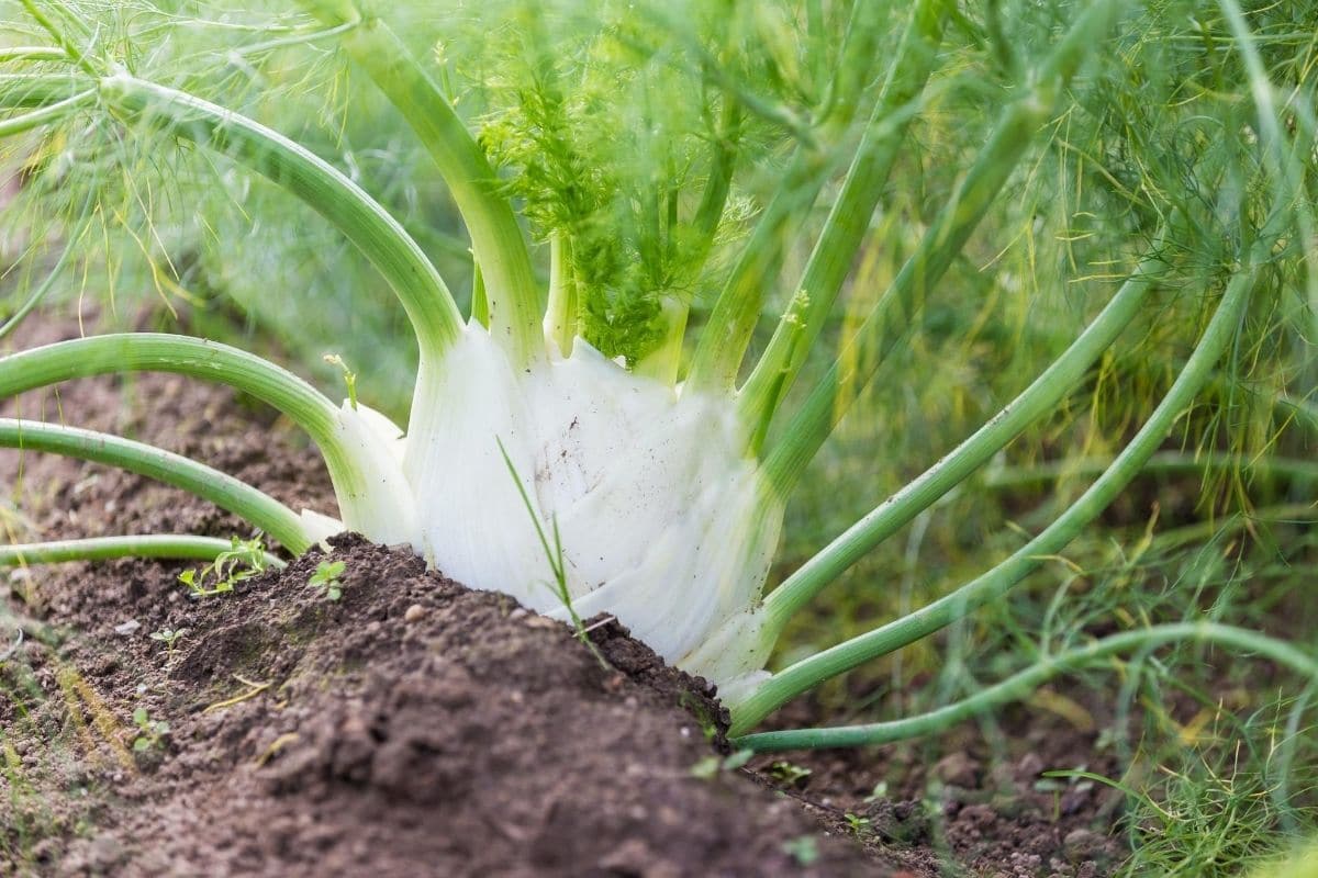 Fenchel, Mischkultur