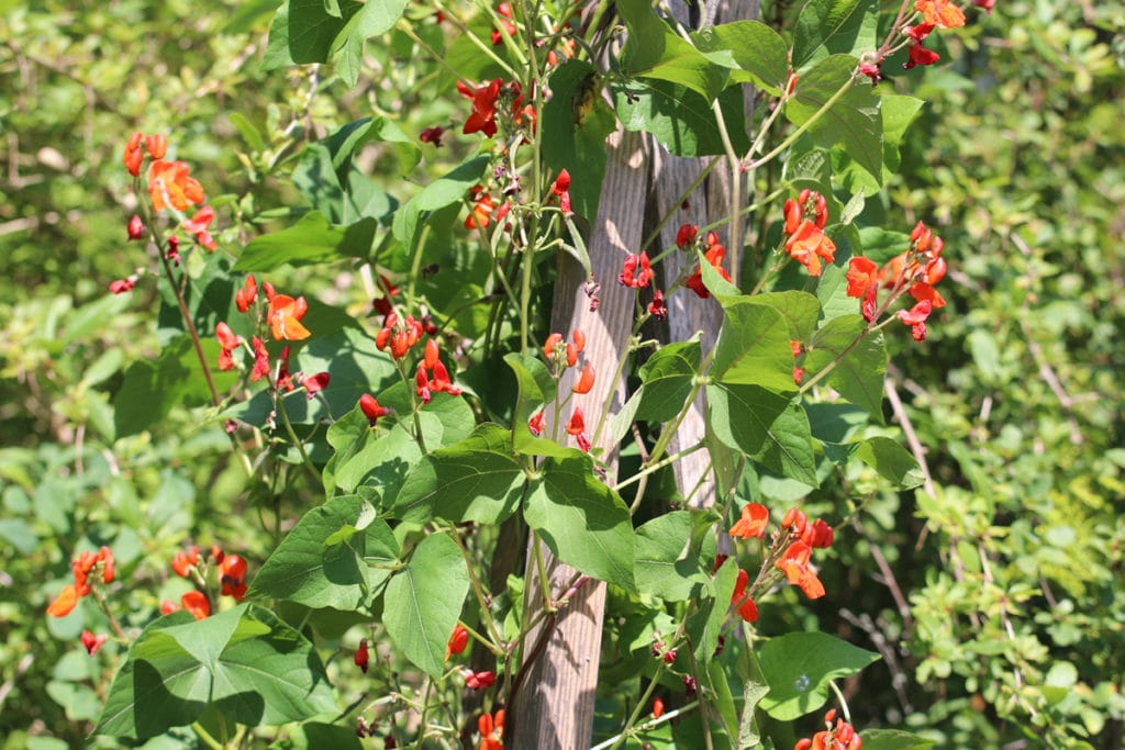 Feuerbohne (Phaseolus coccineus)