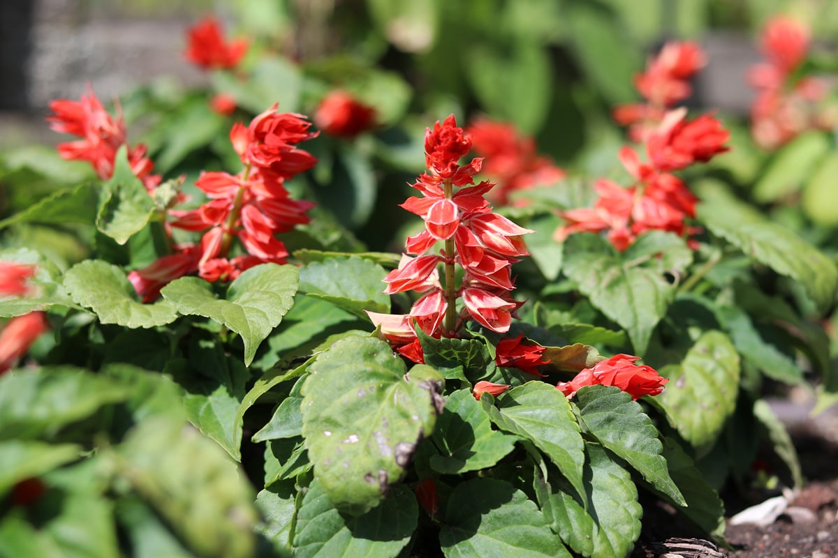 Feuersalbei (Salvia splendens), Sommer-Grabbepflanzung