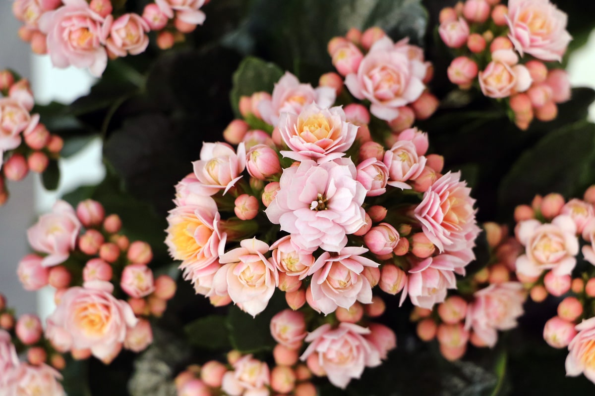 Flammendes Käthchen (Kalanchoe blossfeldiana)