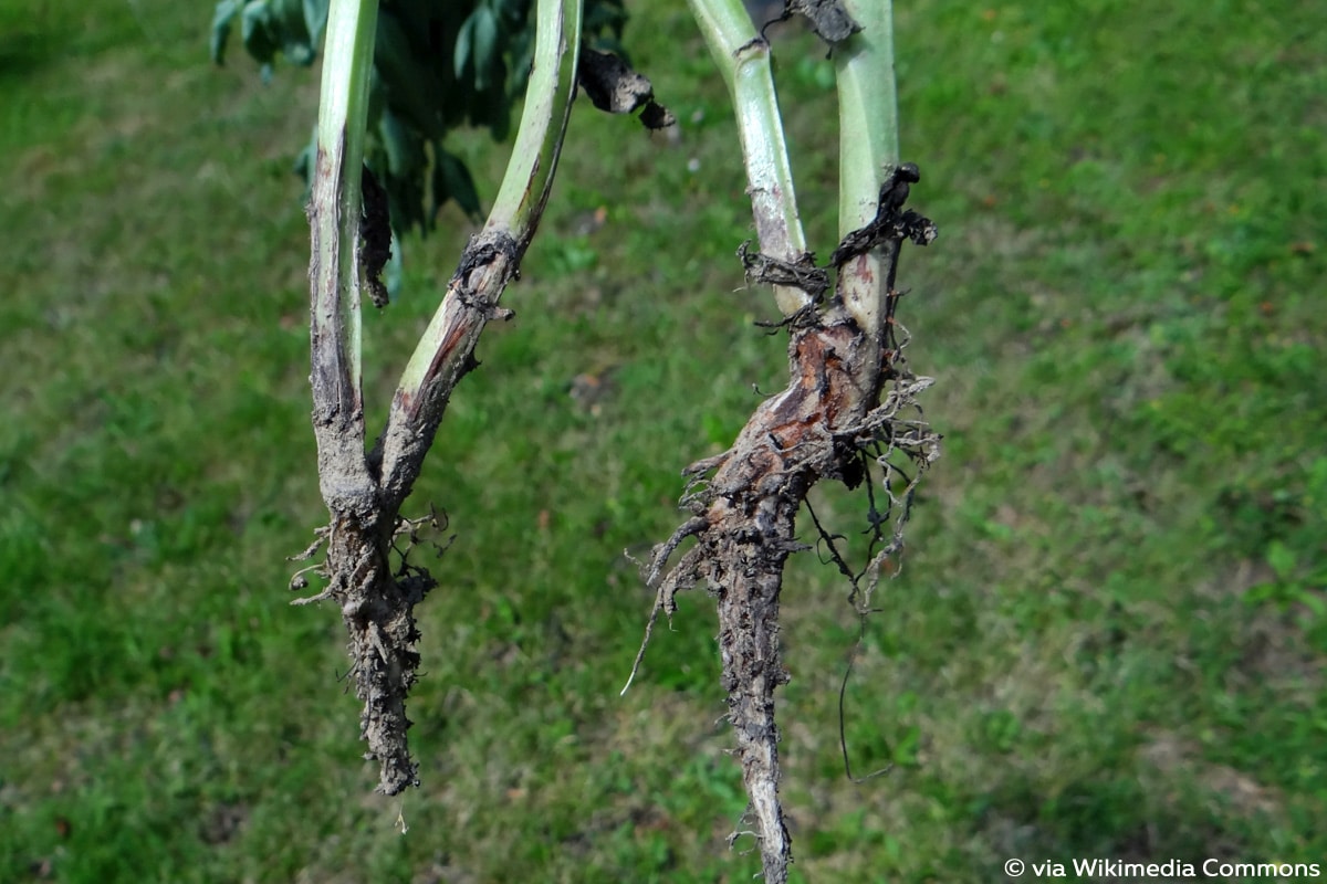 Fusarium-Welke, Zucchini-Krankheiten