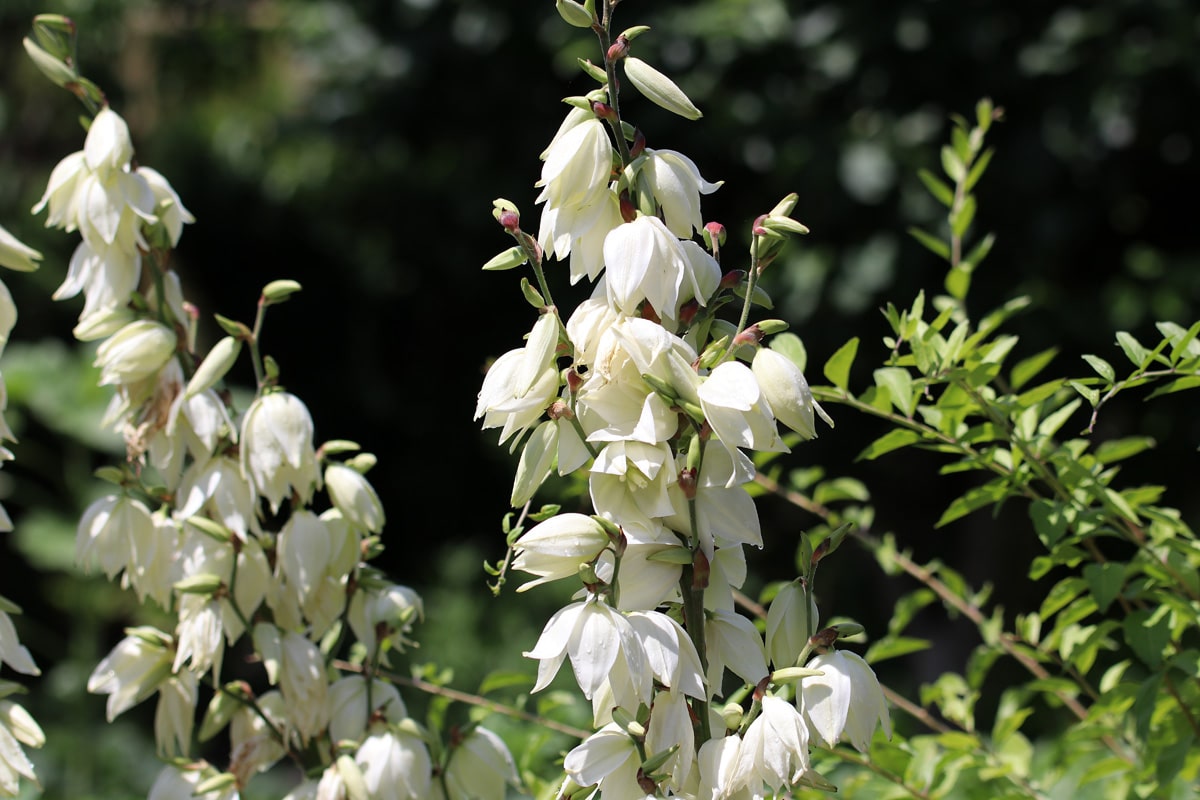 Yucca filamentosa, Gartenyucca, Sukkulente