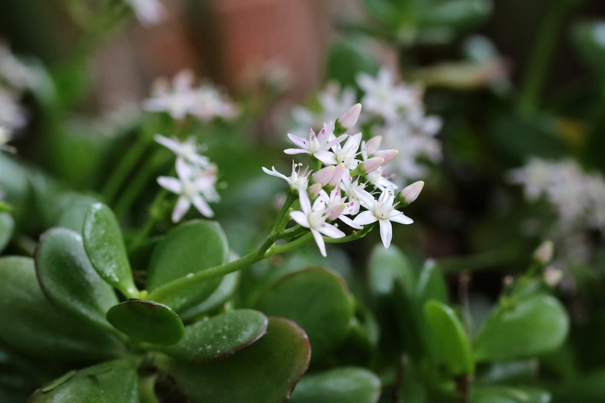 Geldbaum, Crassila ovata, Sukkulente