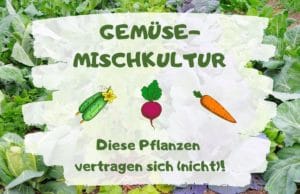 Gemüse-Mischkultur