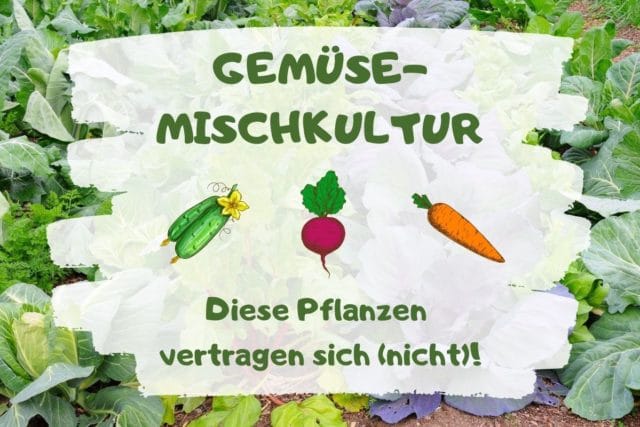 Gemüse-Mischkultur