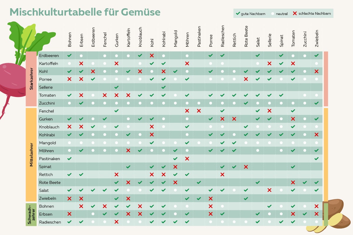 Gemüse-Mischkultur