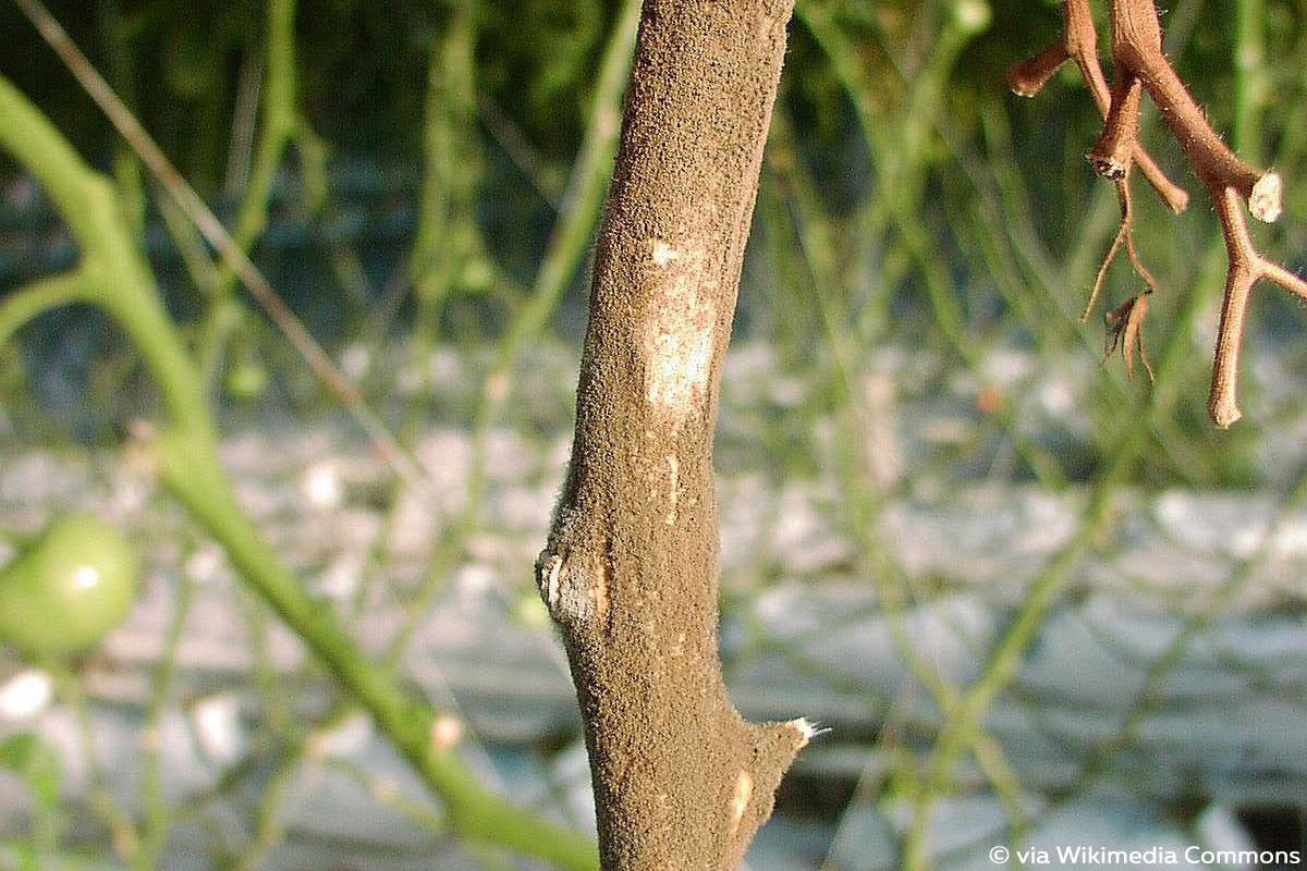 Grauschimmel, Krankheiten Zucchini