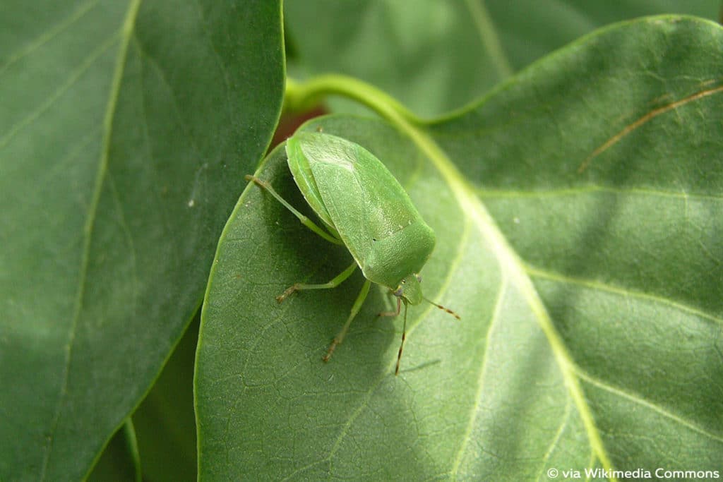 Grüne Reiswanze, Nezara viridula, Wanze