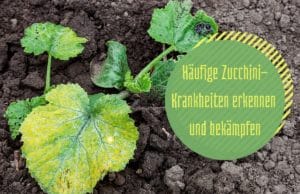 Zucchini-Krankheiten