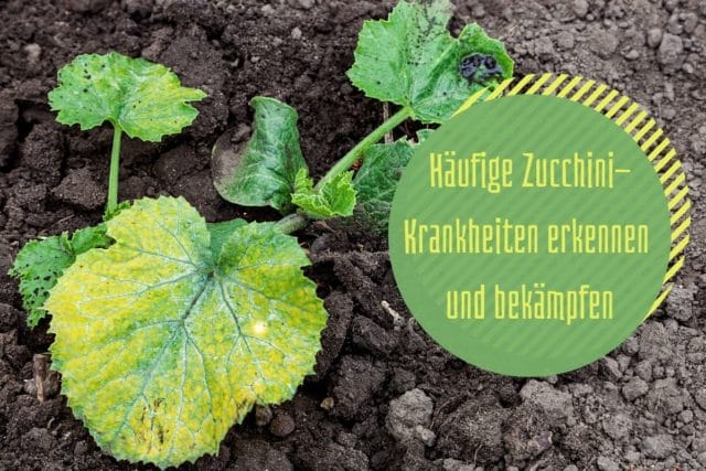 Zucchini-Krankheiten