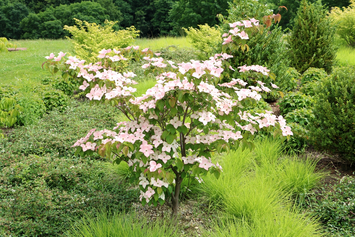 Hartriegel (Cornus), Kaffeesatz als Dünger