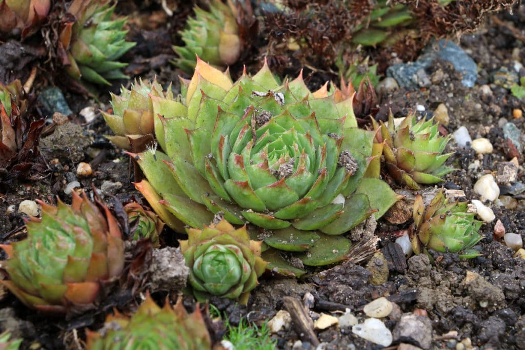 Hauswurz, Sempervivum tectorum, Sommer-Grabbepflanzung