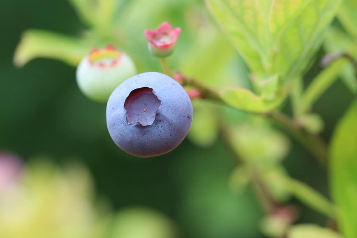 Heidelbeeren