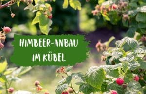 Himbeer-Anbau im Kübel