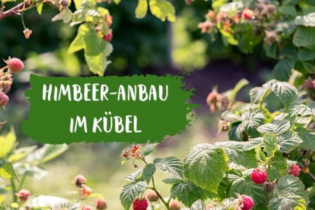 Himbeer-Anbau im Kübel