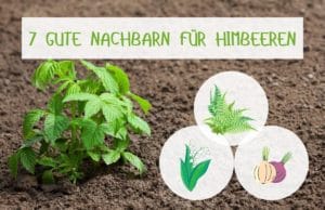 Himbeeren-Mischkultur