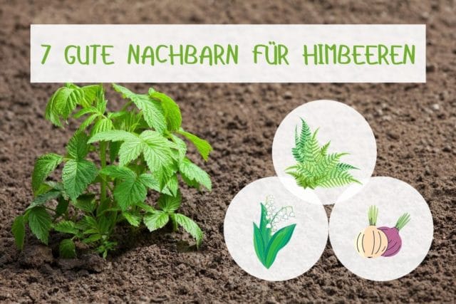 Himbeeren-Mischkultur