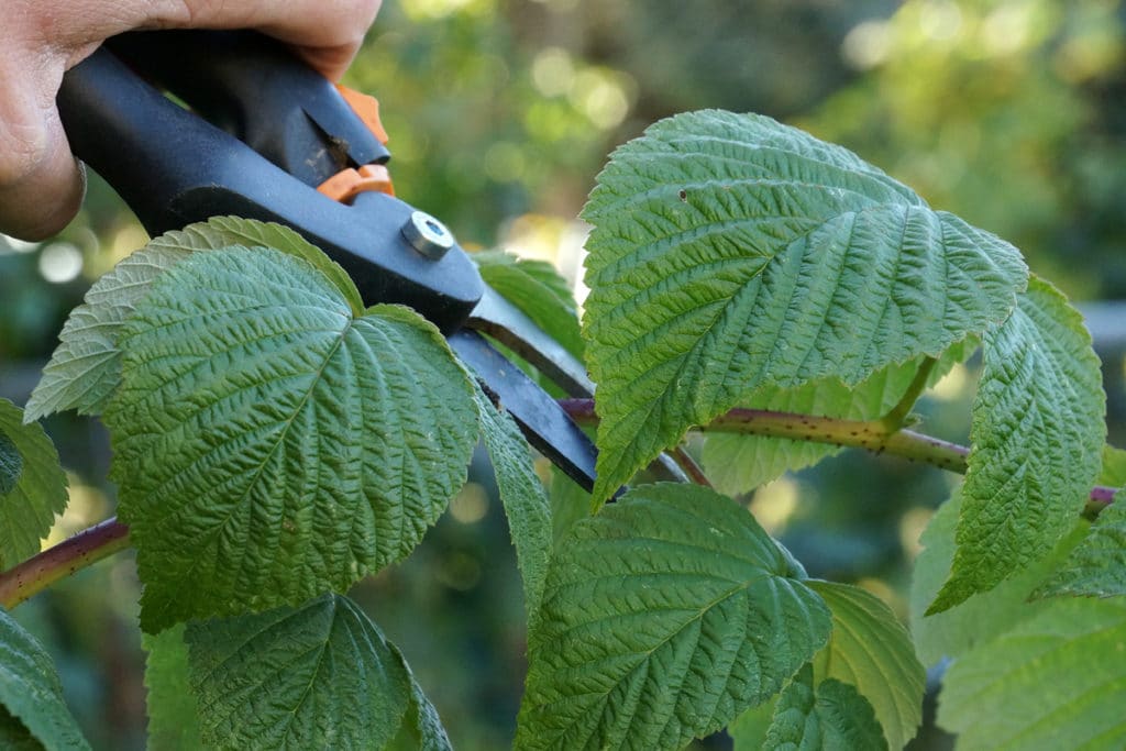 Rubus idaeus schneiden