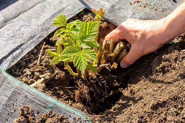 Himbeeren im Kübel anbauen: Pflege-ABC - Gartendialog.de