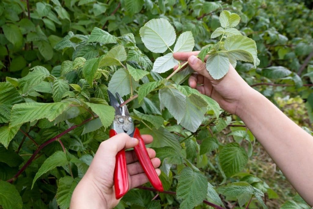 Himbeeren schneiden