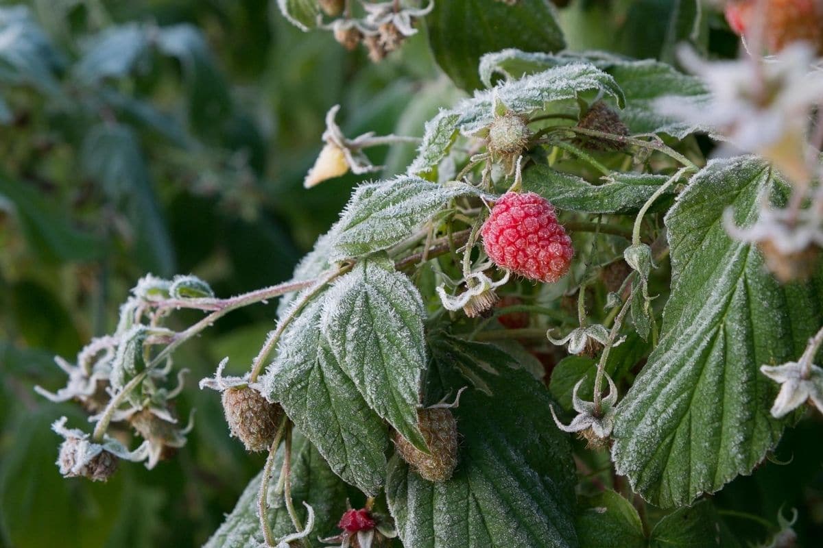 Himbeeren